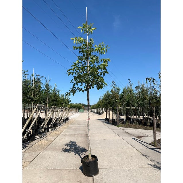 Valnöt - Juglans regia 'Broadview' 12-14 HS,